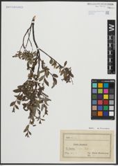 Foto von Salix arbuscula L.